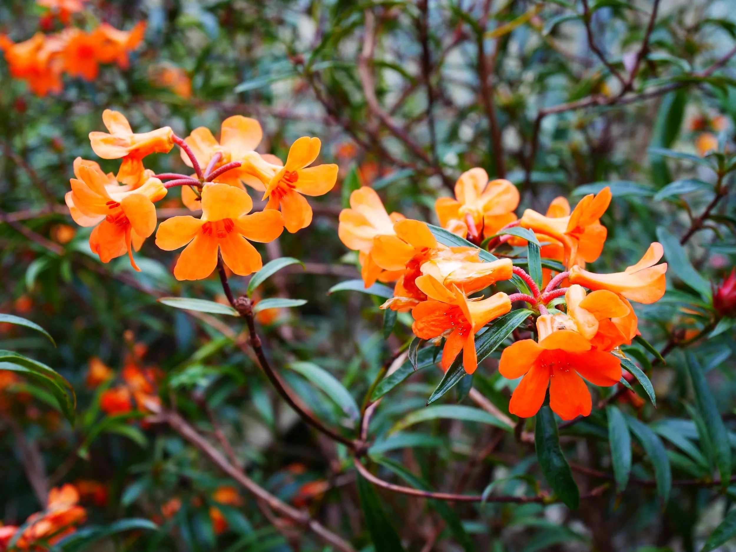 Flowering vines deals